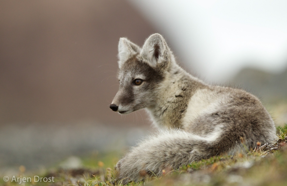 Poolvos; Arctic Fox; Alopex lagopus